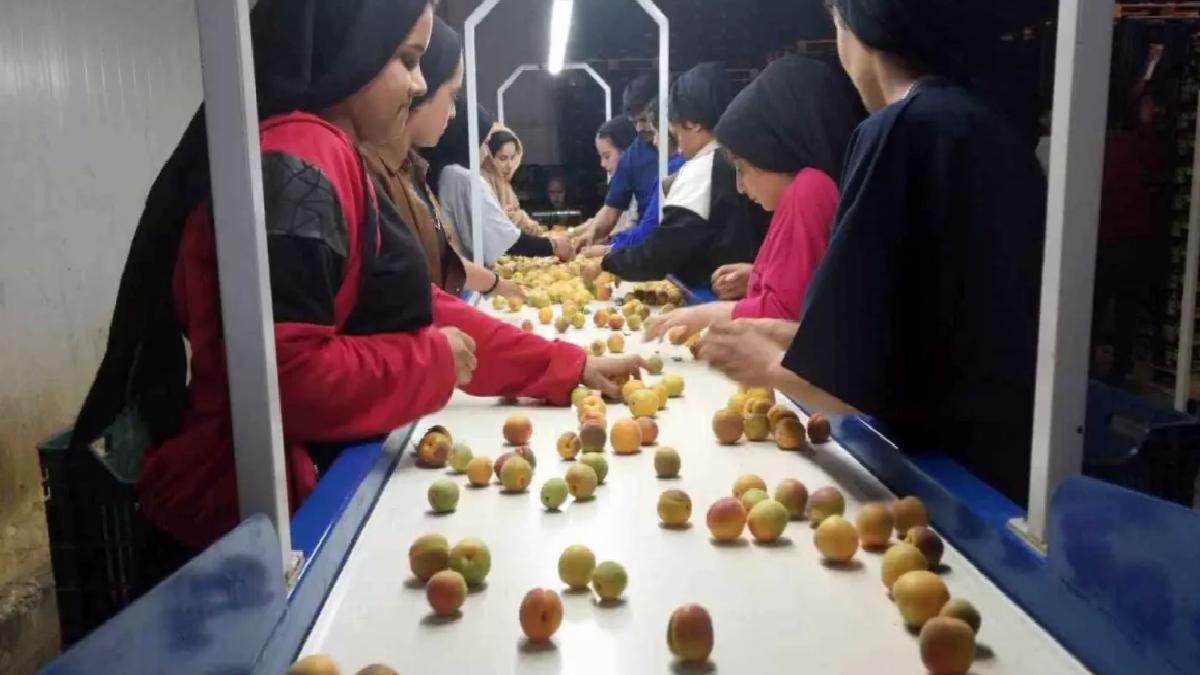 Mersin Mut’ta Kayısı Hasadı ve İhracatı Başladı