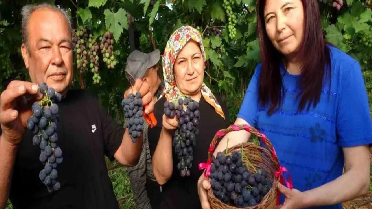 Mersin’de Kara Üzüm Hasadı Başladı
