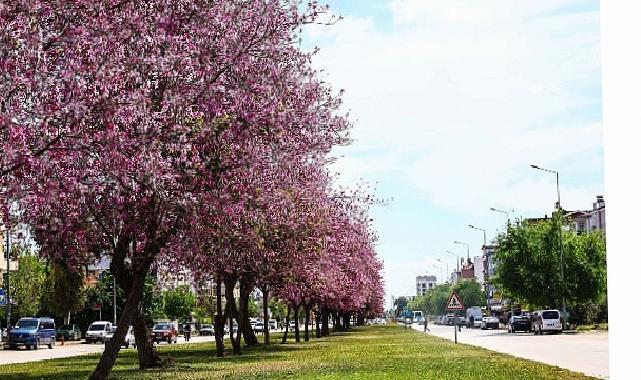 Mevsimlik çiçekler şehri güzelleştiriyor