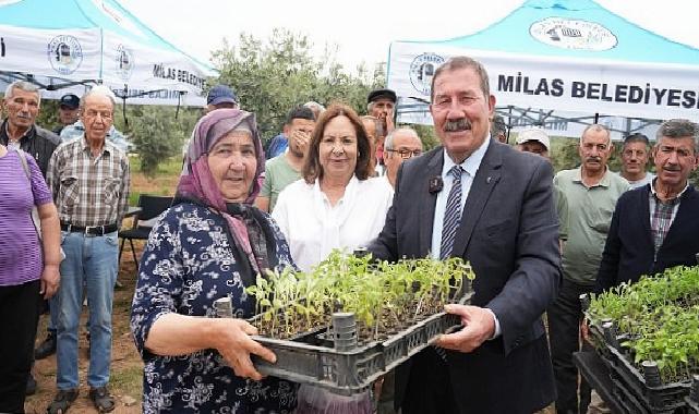 Milas Belediyesi, ata tohumlarını yaşatmak için üreticilere fide dağıtımı gerçekleştirdi