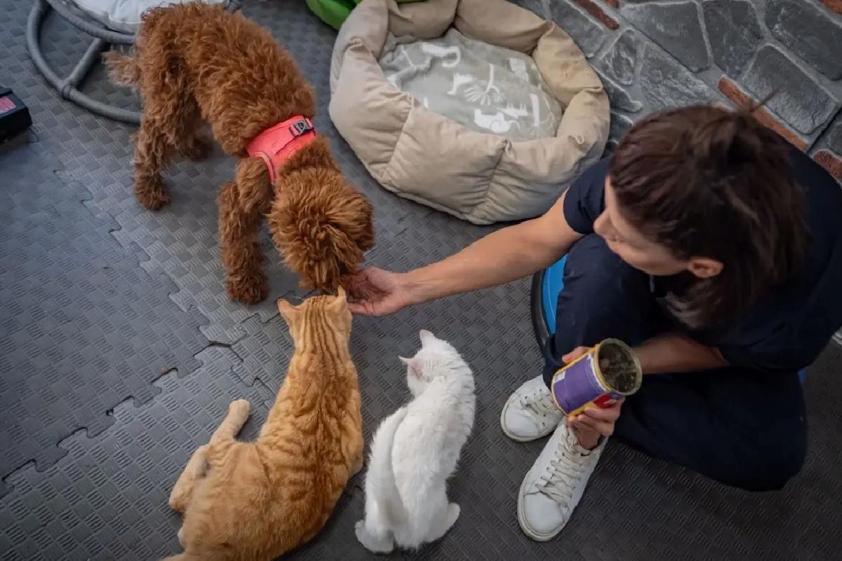 Muffin’in Rehabilitasyon Süreci