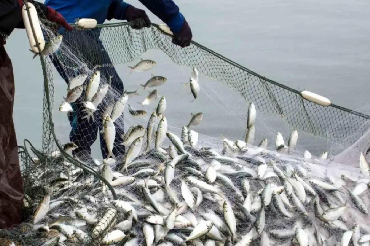 Muğla Su Ürünleri İhracatı İki Katına Çıktı