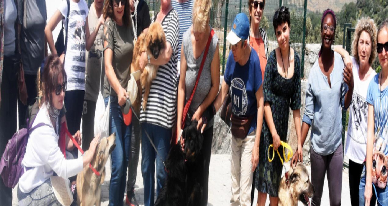 Muğla’da CHP’li belediyelere sokak hayvanları cezası yağdı