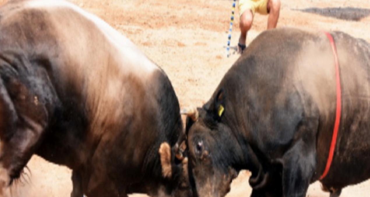Muğla’da düzenlenecek Boğa güreşlerine “Bu bir vahşet” denildi dava açıldı