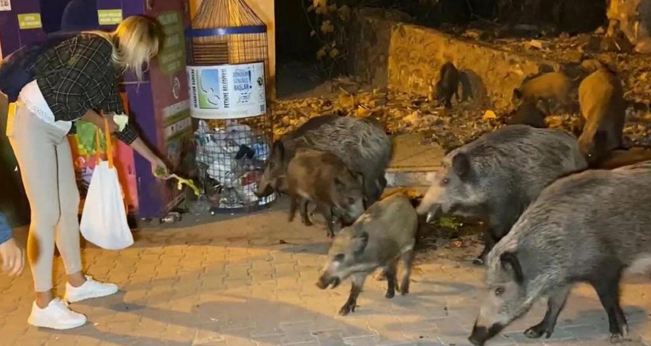 Muğla’da yaban domuzlarıyla ilgili flaş karar