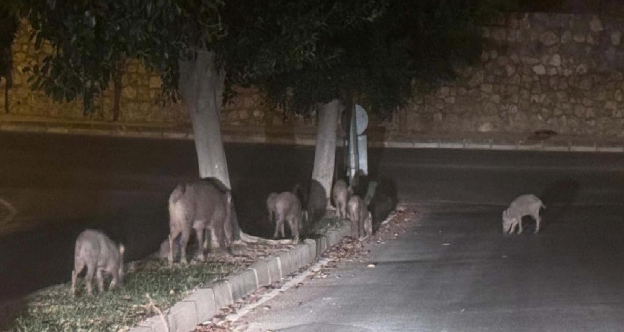 Muğla’da yaban domuzlarıyla mücadele kararı