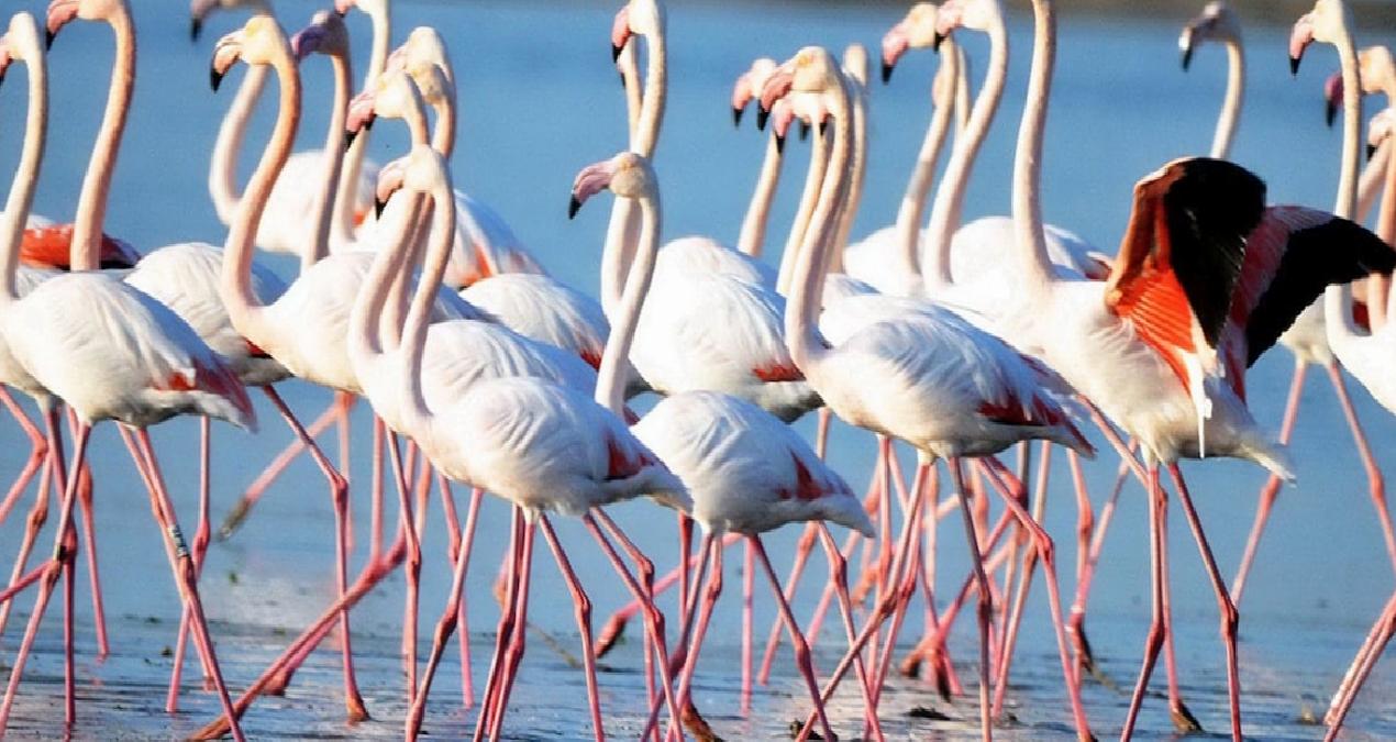 Muğla’daki flamingo cennetinde Ağaoğlu ve Doğuş projelerine sert tepki