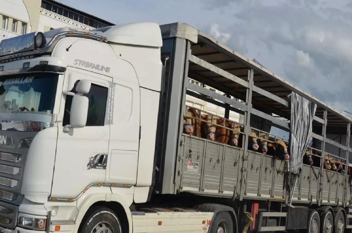 Muş’tan Kurbanlık Hayvan Sevkiyatı Başladı