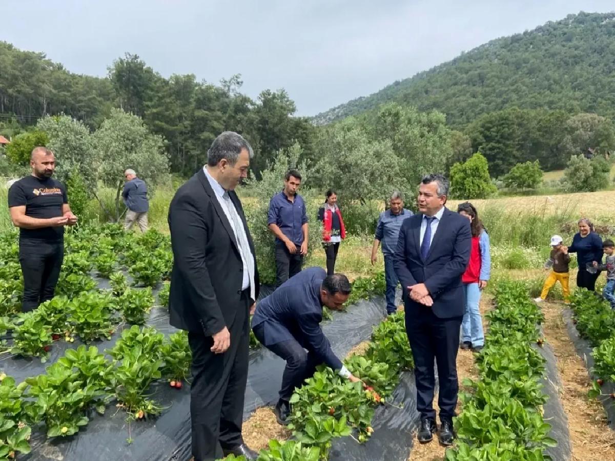 Öğrenciler Çilek ve Salep Hasadında