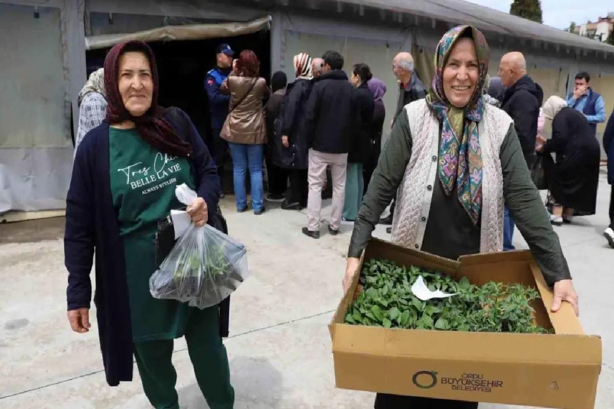 Ordu Belediyesi 380 Bin Fideyi Üreticilere Dağıtmaya Başladı