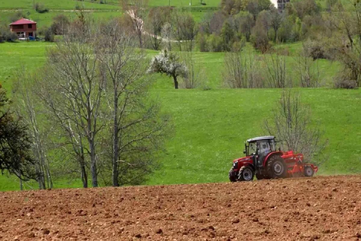 Ordu’da Atıl Araziler Karabuğday ile Tarıma Kazandırılıyor
