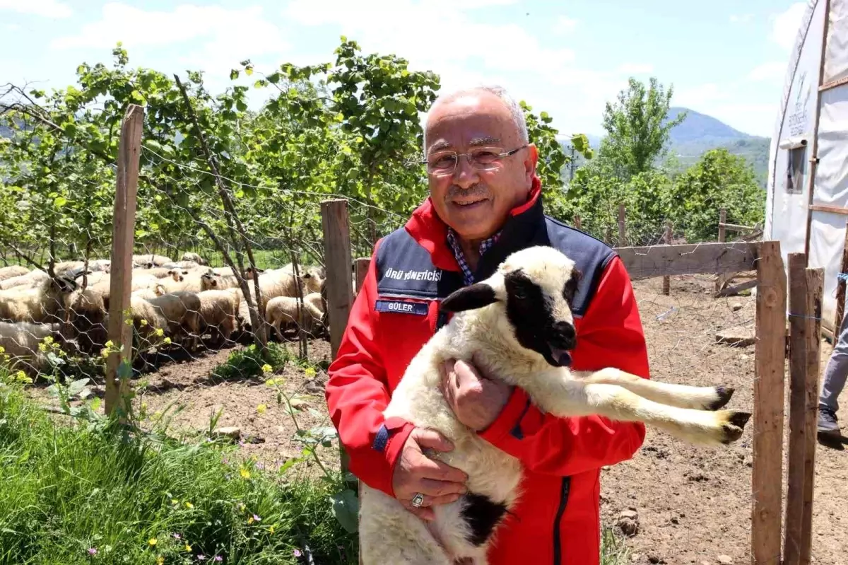 Ordu’da Küçükbaş Hayvancılığı Yaygınlaştırma Çabaları