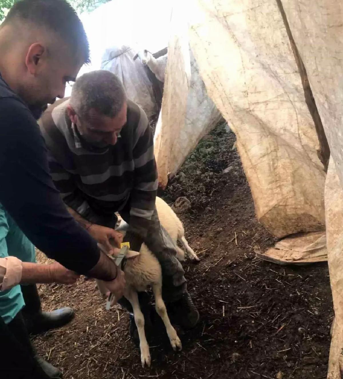 Ortaca’da Küçükbaş Aşılama Çalışmaları