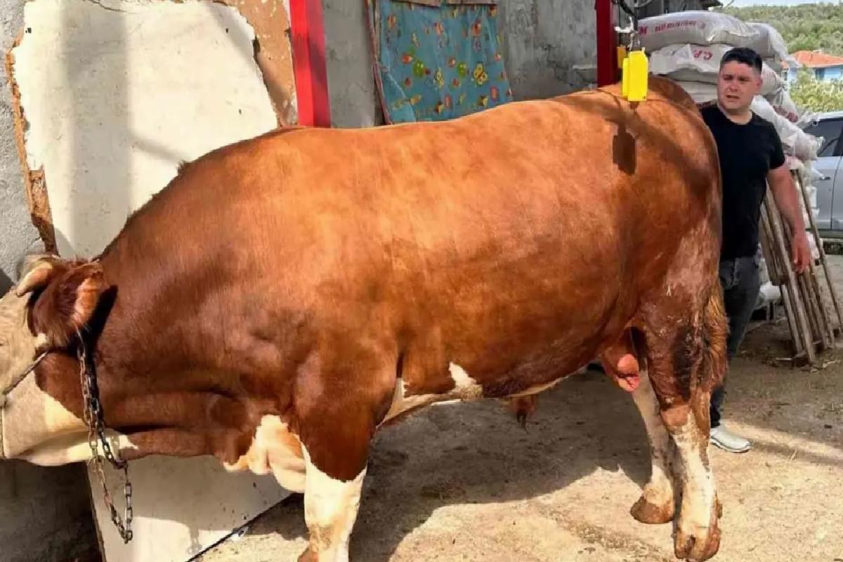 Otomobil fiyatına kurbanlık boğa
