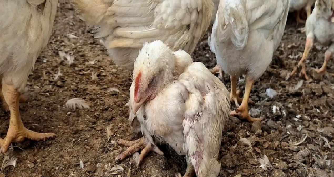 Para bitince tavuklar birbirini yedi