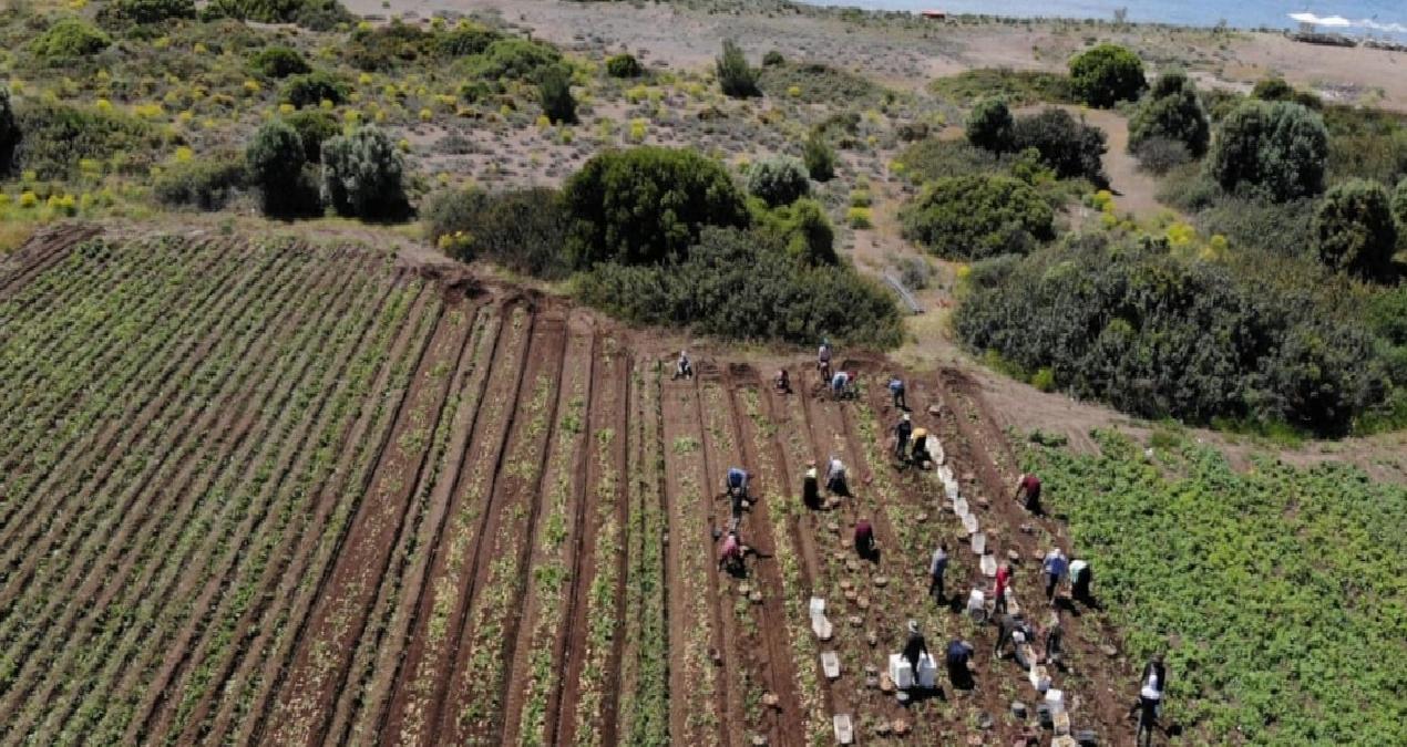 Patates hasadı başladı: Ülkenin dört bir yanına gönderiliyor