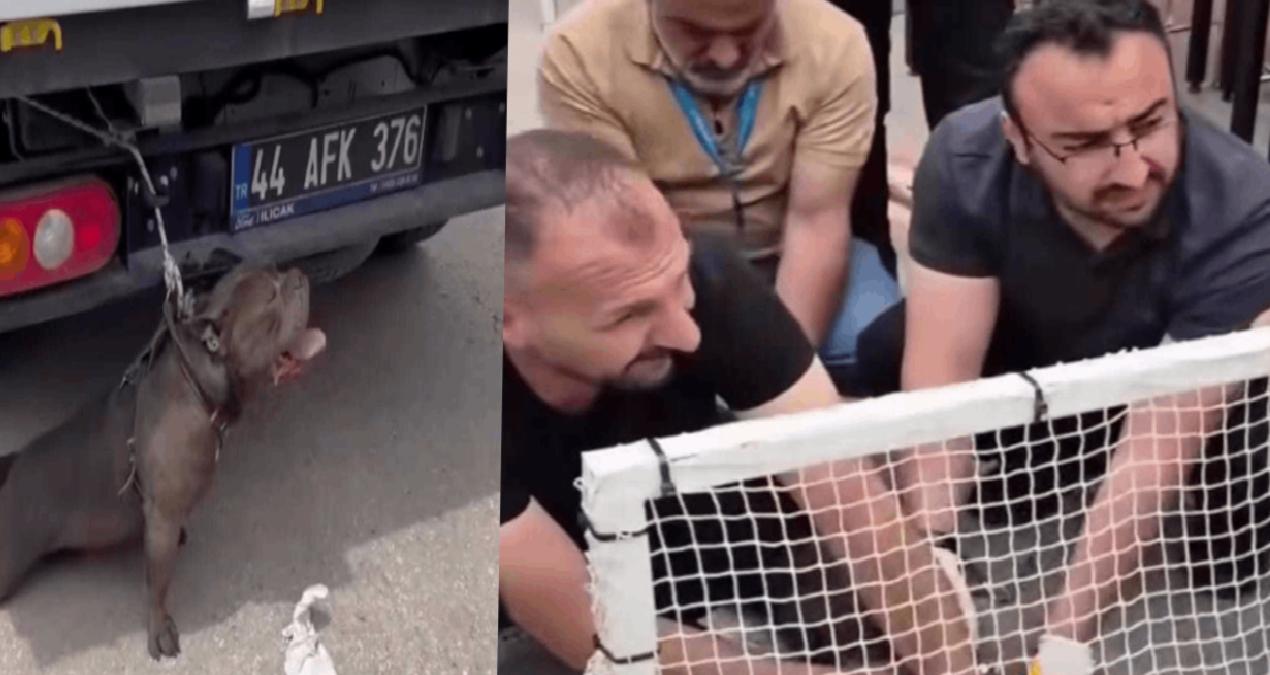 Pitbull saldırısına uğrayan kadın felaketi yaşadı
