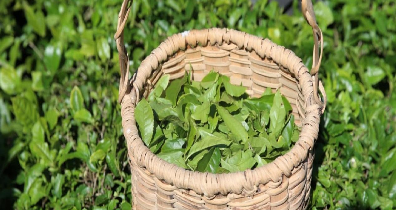 Rize’den ocak-nisan döneminde yapılan çay ihracatı 5,5 milyon doları aştı