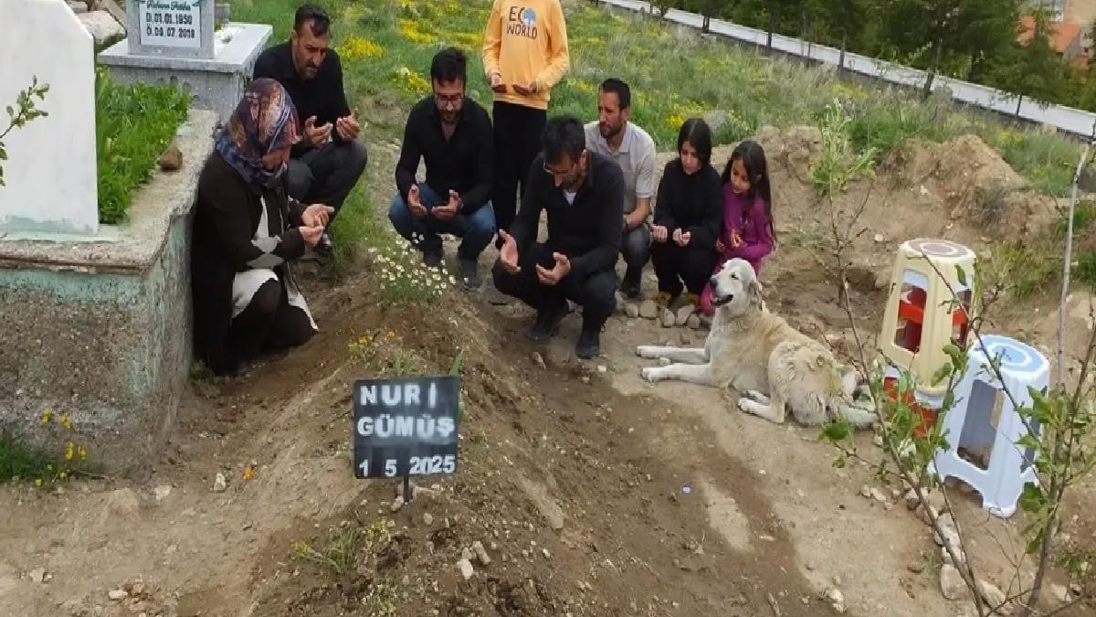 Sadık köpek Garip mezar başında bekliyor