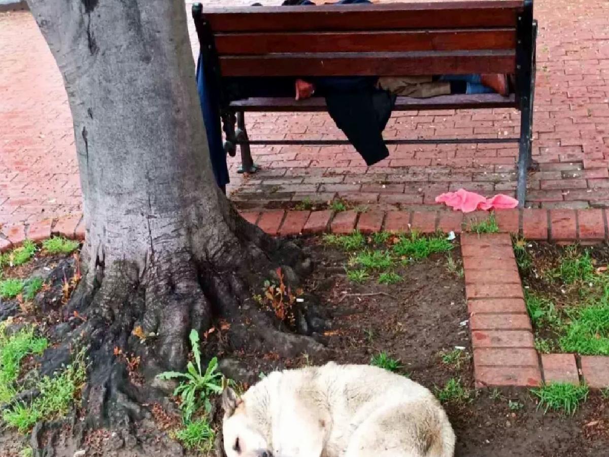 Sadık Köpek, Uyuya Kalan Sahibinin Yanında Nöbet Tutuyor