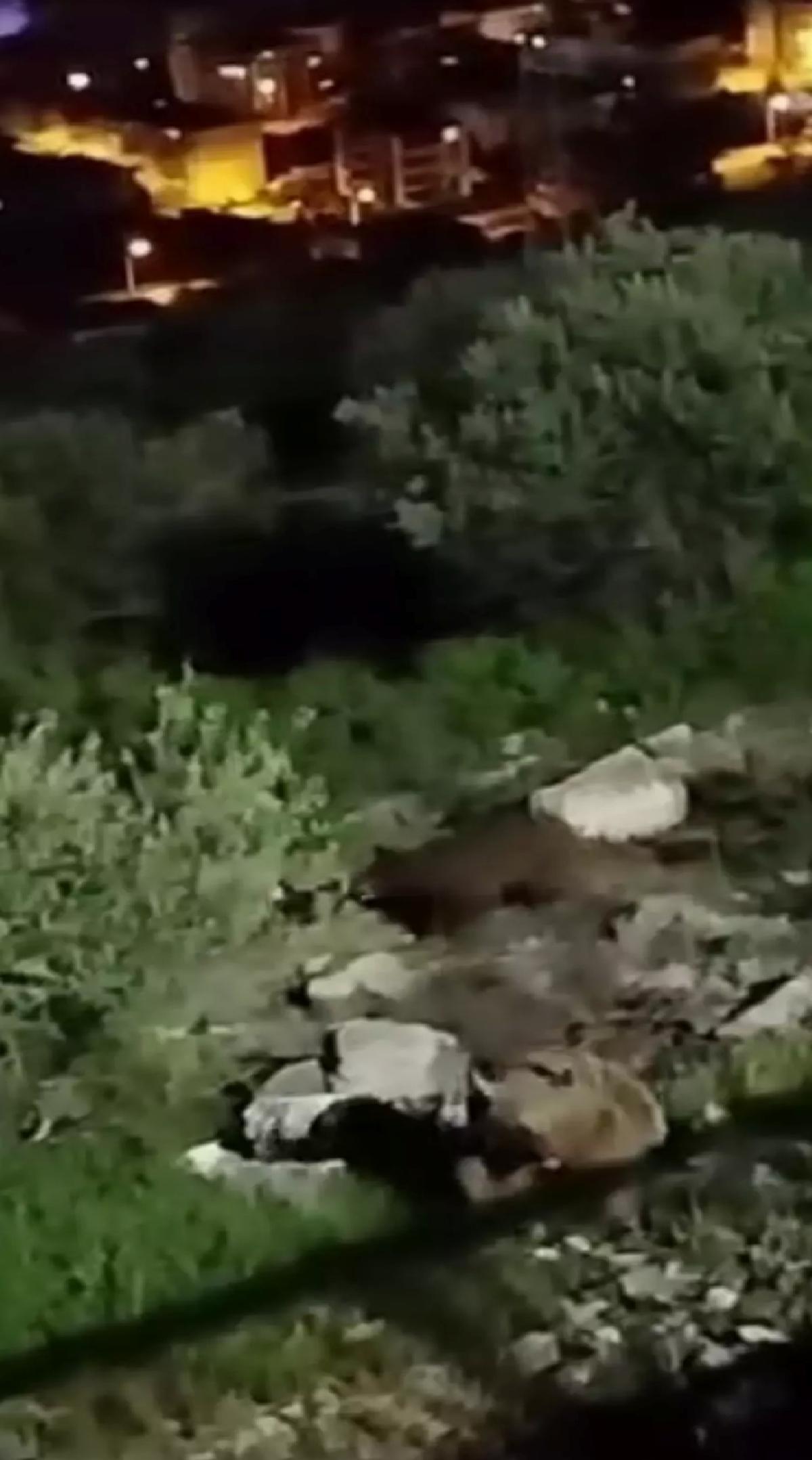 Sakarya’da 4 Bozayı Görüntülendi