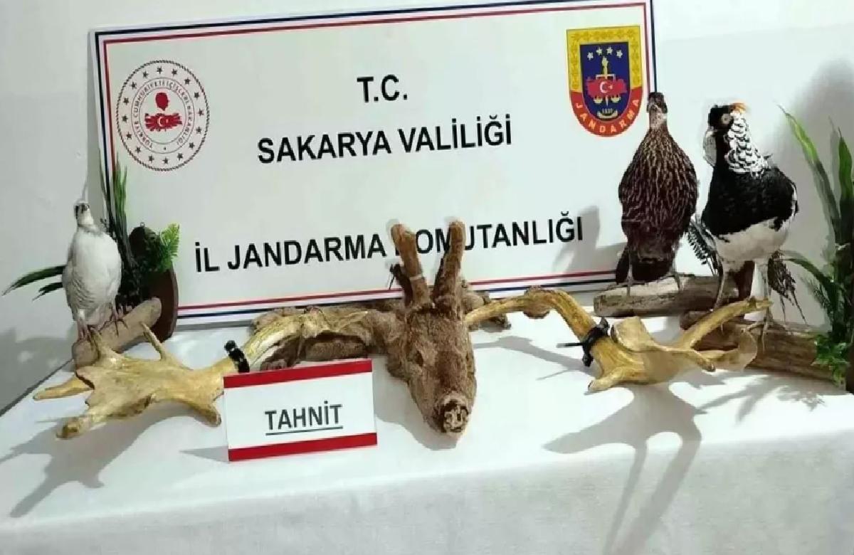 Sakarya’da Kaçak Hayvan Operasyonu