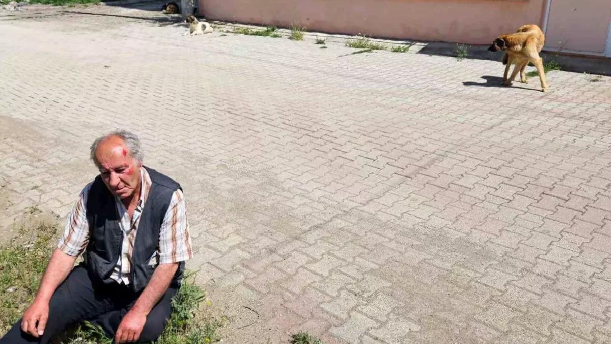 Salda Köyü’nde Yaşlı Adam Sokak Köpeklerinin Saldırısına Uğradı