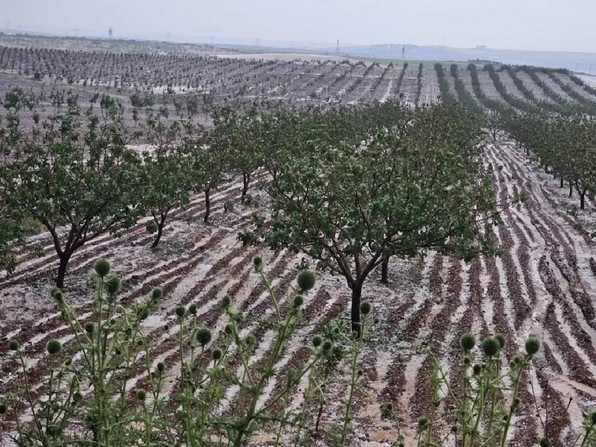 Şanlıurfa’da Dolu Tarım Alanlarına Zarar Verdi