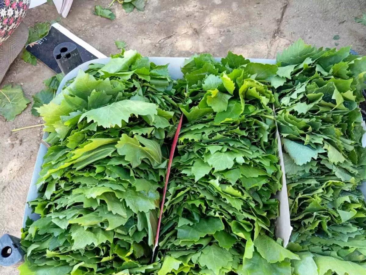 Sarıgöl’de Bağ Yaprağı Sezonu Başladı