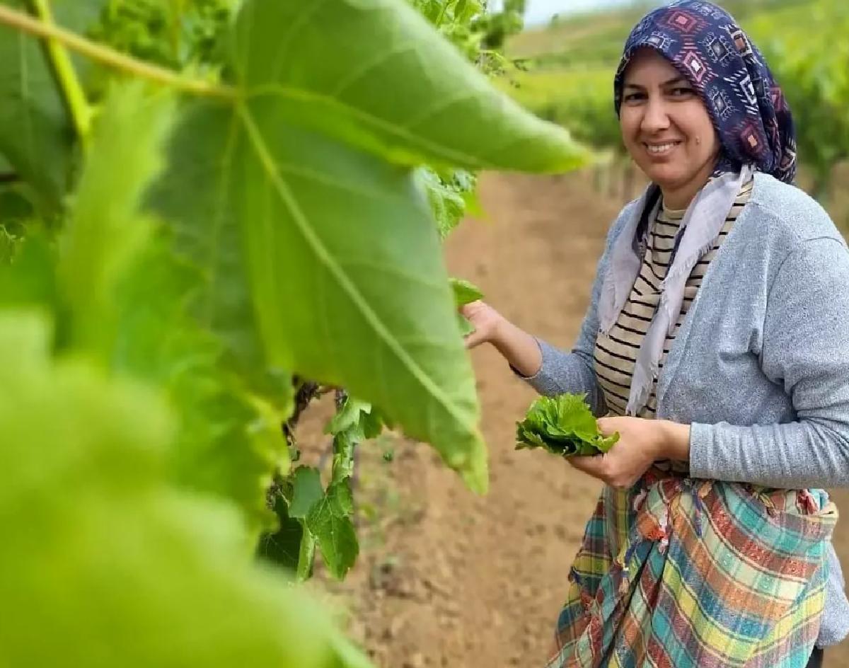 Sarıgöl’de Yaprak Toplama Sezonu Açıldı