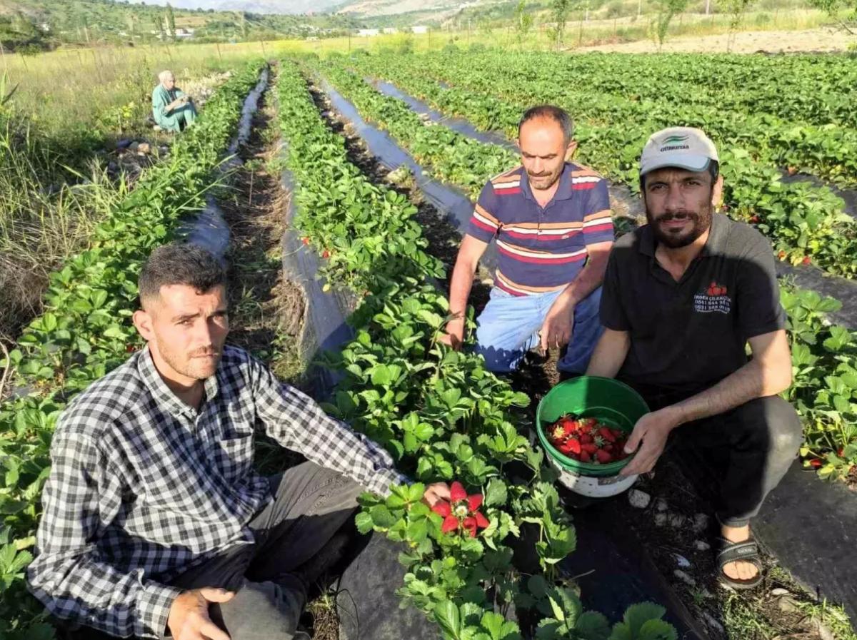 Sason’da Organik Çilek Hasadı Başladı