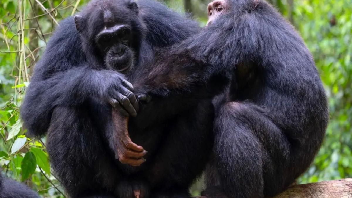 Şempanzeler Yaralarının Tedavisinde Bitkileri Kullanıyor