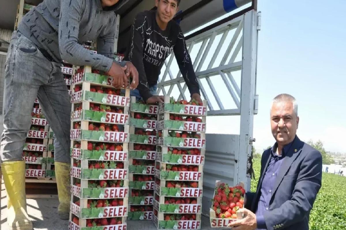Silifke Çileği Hasat Sezonu Devam Ediyor