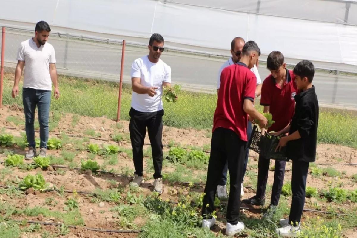 Silopi Öğrencilerinin Marul Hasadı
