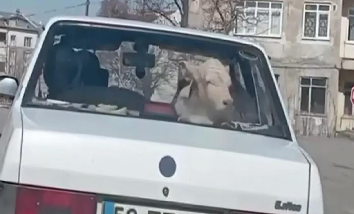 Sivas’ta Hasta Buzağı Trafikte Taşındı