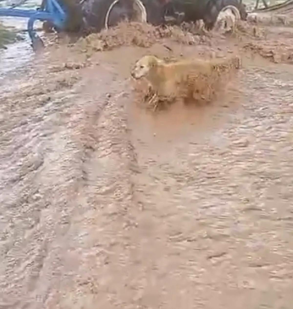 Sivas’ta Sağanak Sele Yol Açtı