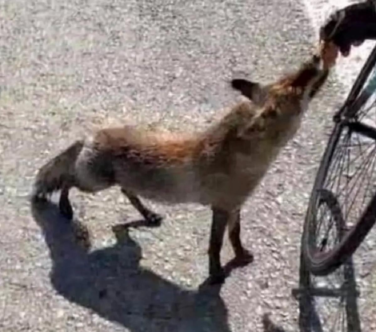Tarihi yarımadanın maskotu olan tilki, sporcunun elinden beslendi