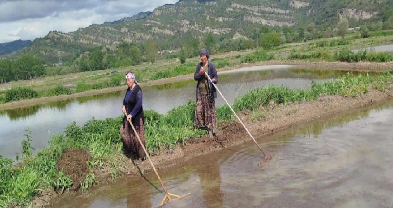 Tarlalar 3 gün dinlendirildikten sonra hasada başlandı: Bu yıl 15 bin ton üretim bekleniyor