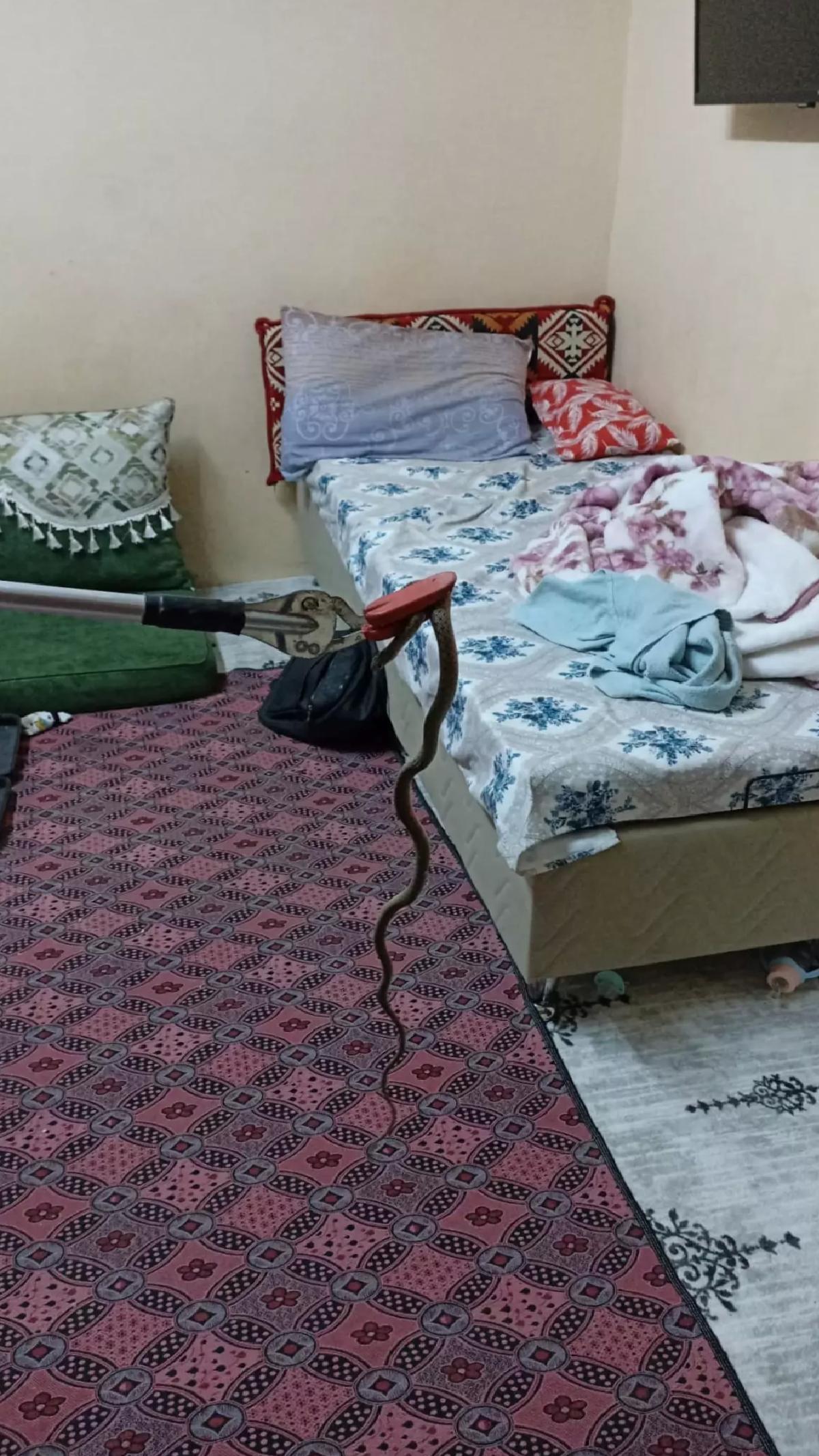 Tarsus’ta Yılan Yakalandı