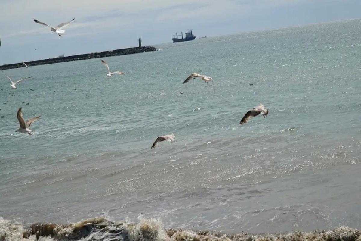 Tekirdağ’da Poyraz Denizi Durdurdu