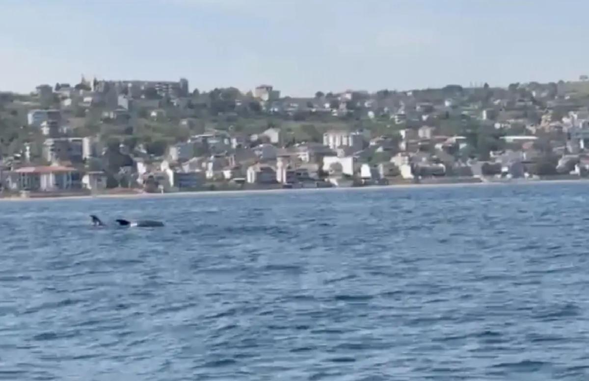 Tekirdağ’da Yüzen Yunuslar Görüntülendi