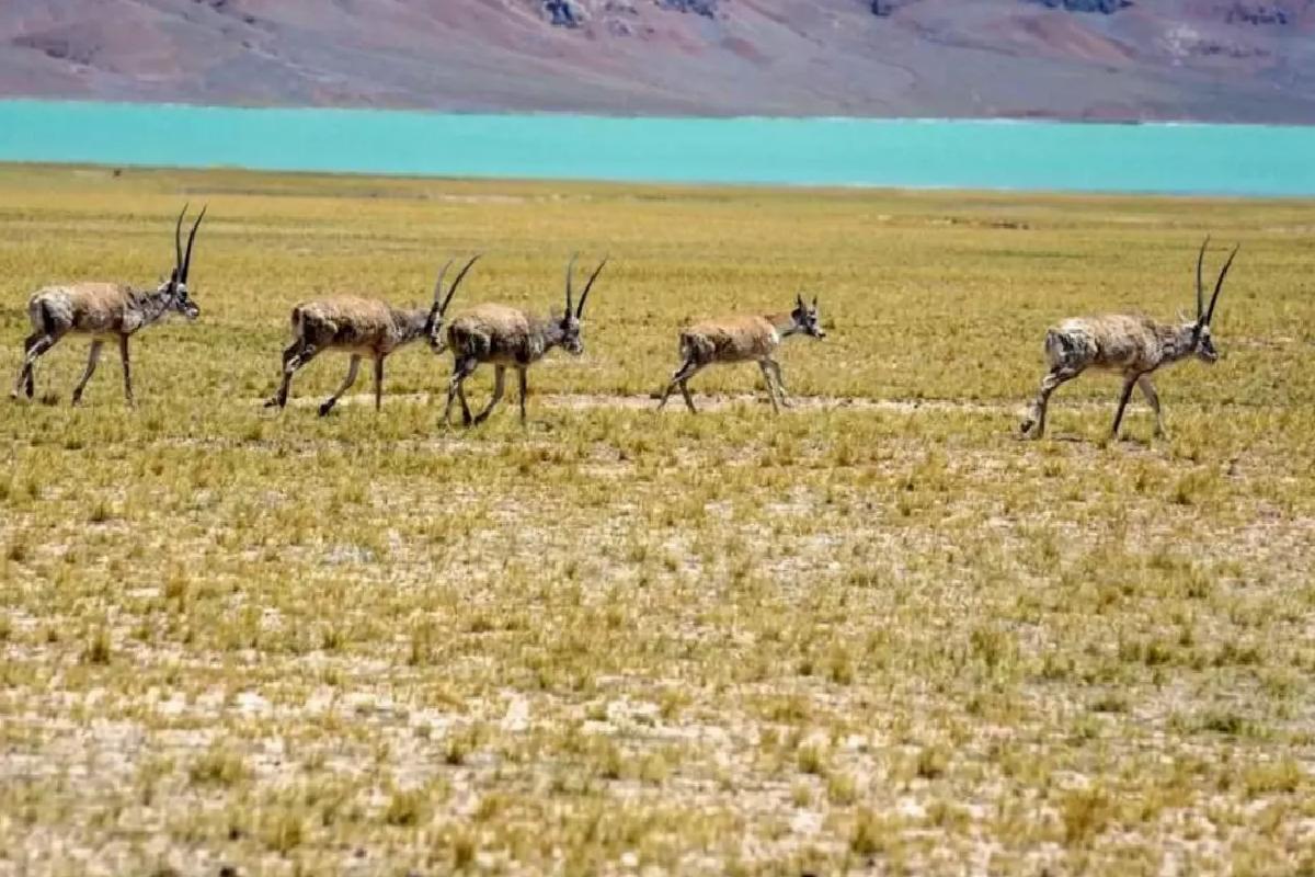 Tibet Antilopları Hoh Xil’e Göç Ediyor