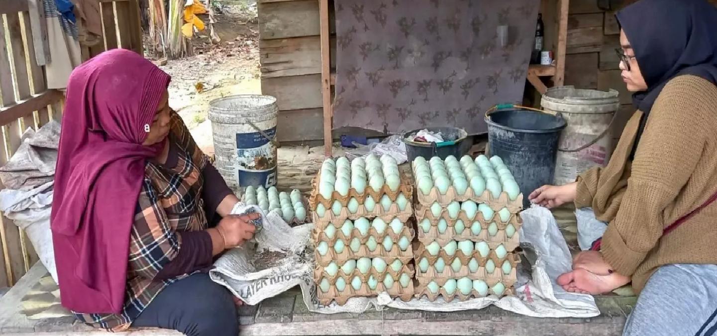 TİKA, Endonezya’da Yumurtalık Çiftliği Kurdu
