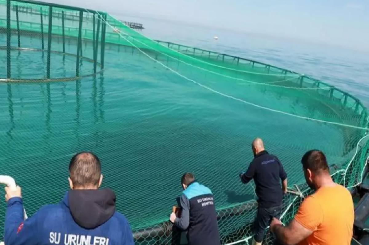 Trabzon’da Türk Somonu Stok Denetimi