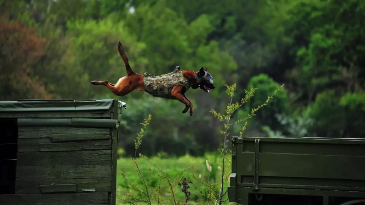 TSK’nın Eğitimli Köpekleri Operasyonlarda Görevli