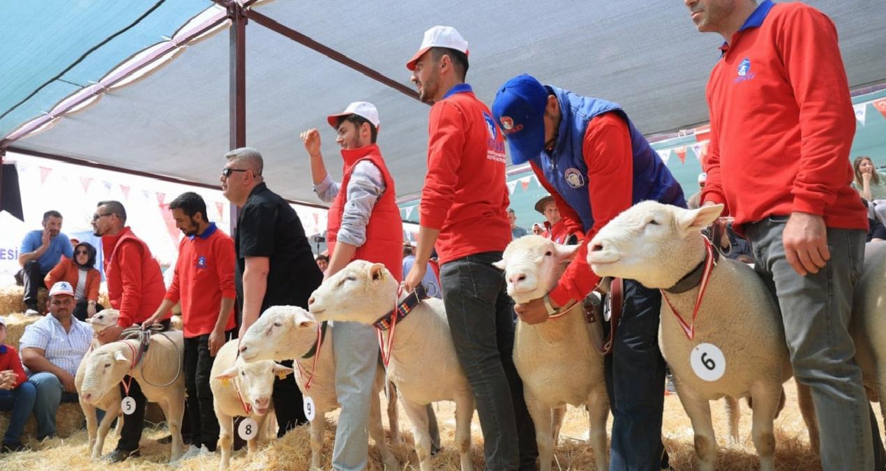 Türkiye’nin en güzel koyununu seçtiler
