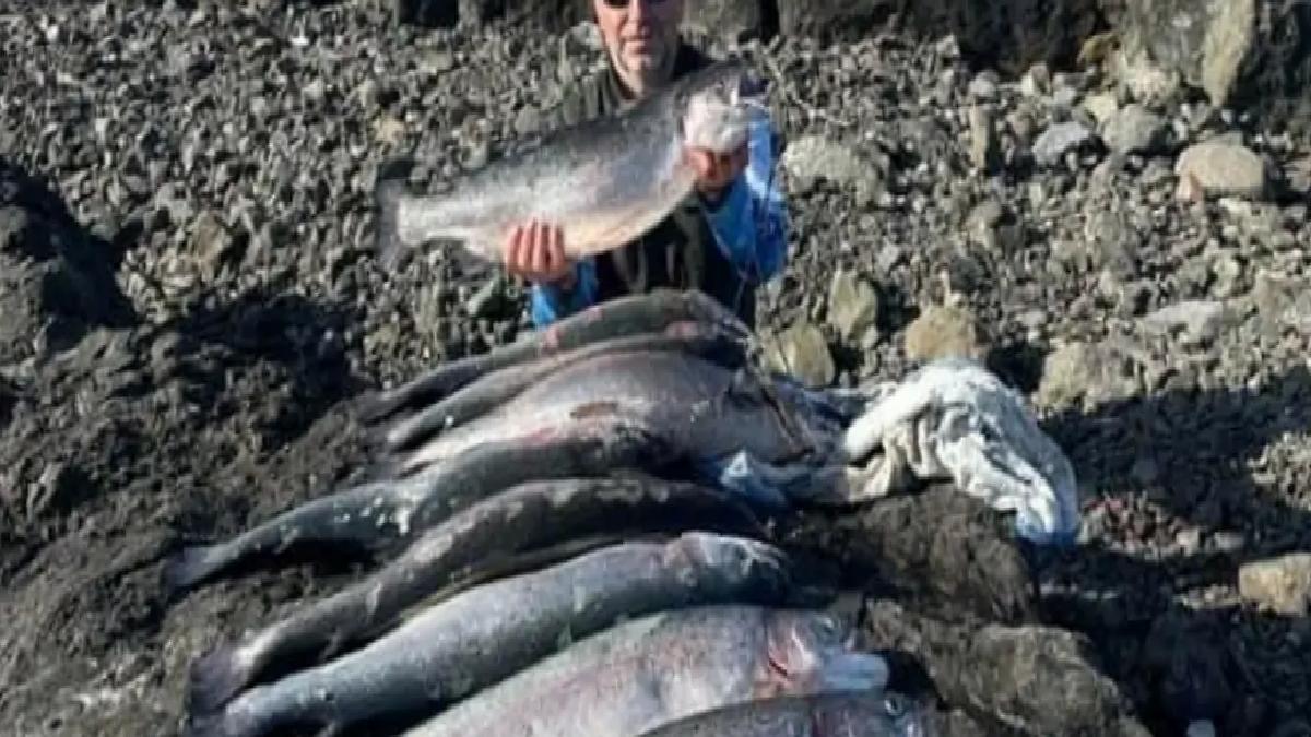 Vakfıkebir’de Somon Avı