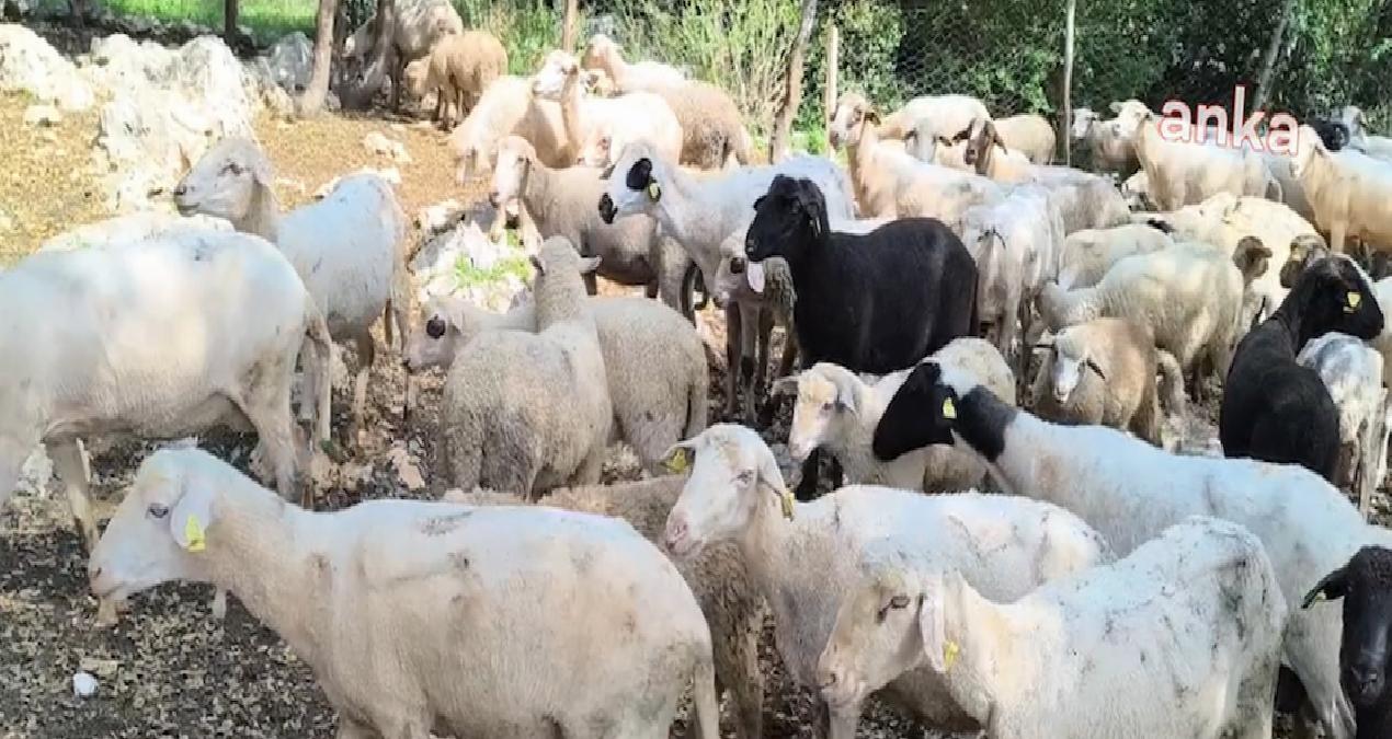 Vatandaş artık küçükbaşa da ortak girmeyi düşünüyor