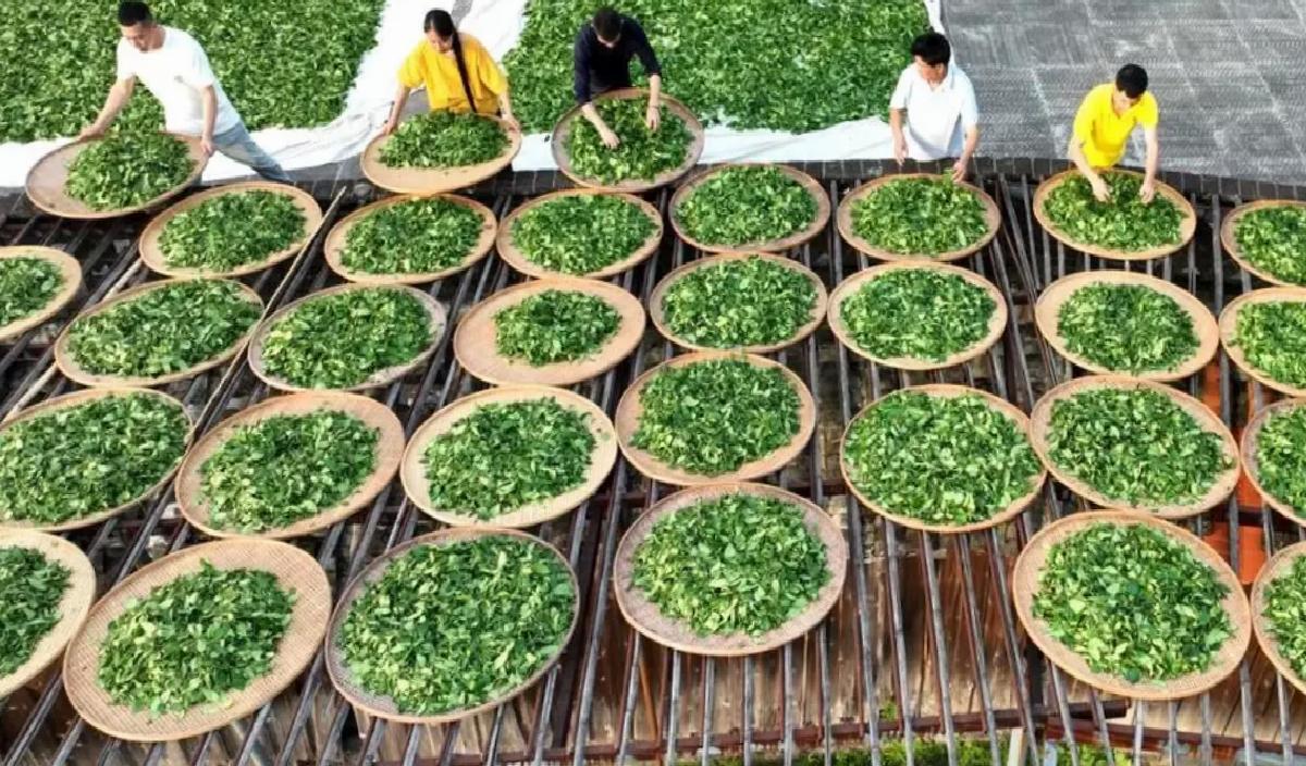 Wuyi Kaya Çayı UNESCO Mirası