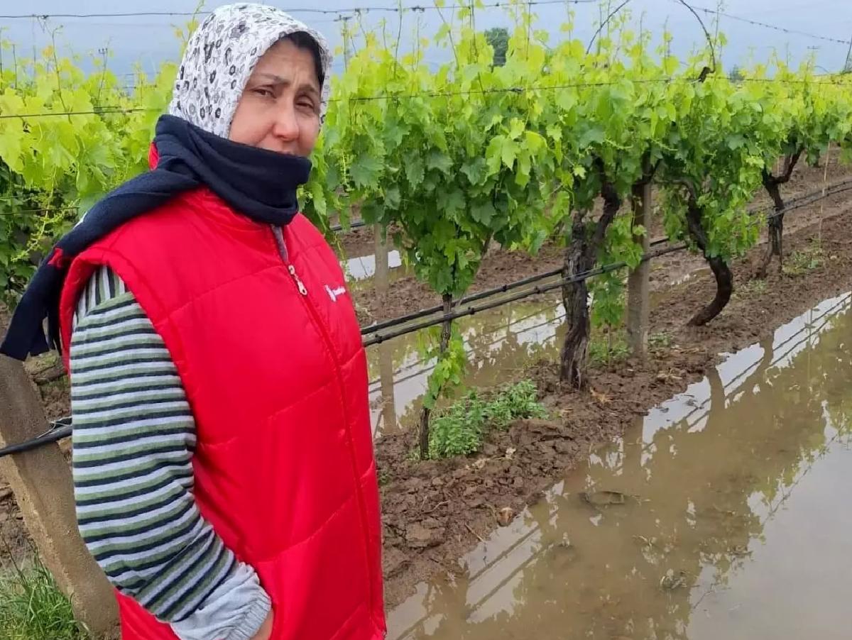 Yağmurlar Üzümlere Can Suğu Oldu